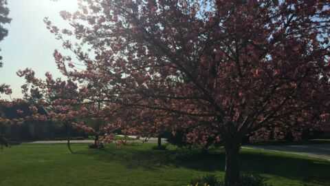 flower trees, spring trees