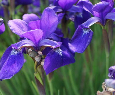 spring, prayer, poetry