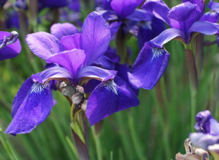 spring, prayer, poetry