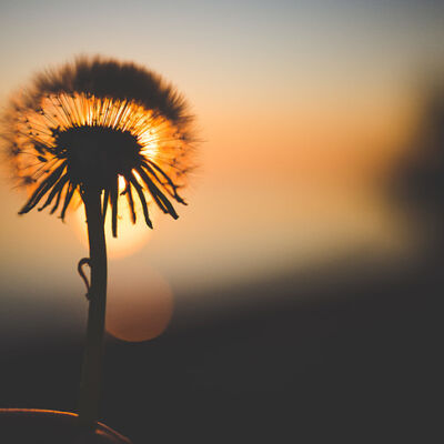 Life Lessons from a Dandelion