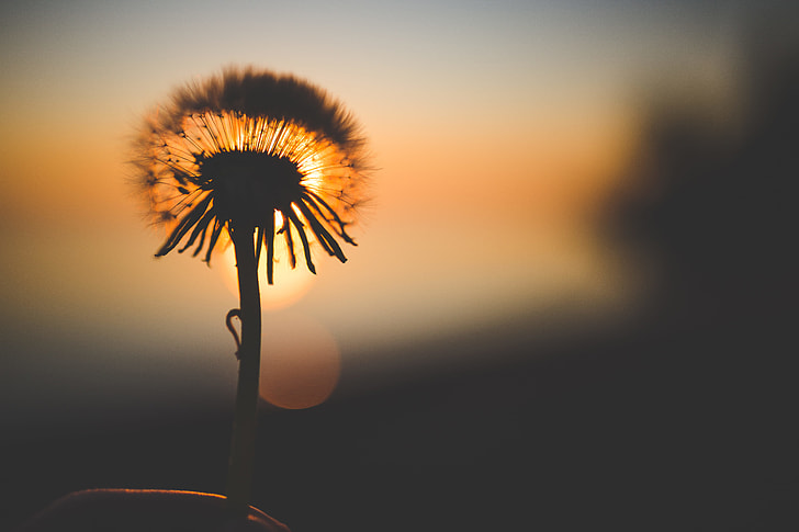 Life Lessons from a Dandelion