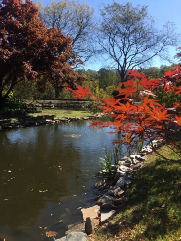 pond, fall leaves