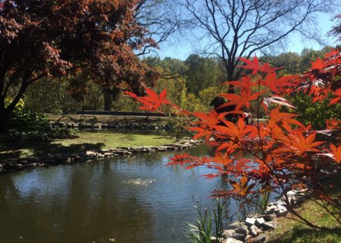 pond, fall leaves