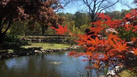 pond, fall leaves