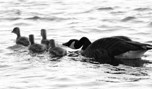 mothers day, geese
