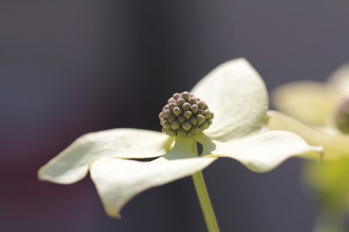 dogwood tree