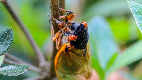 cicada poem