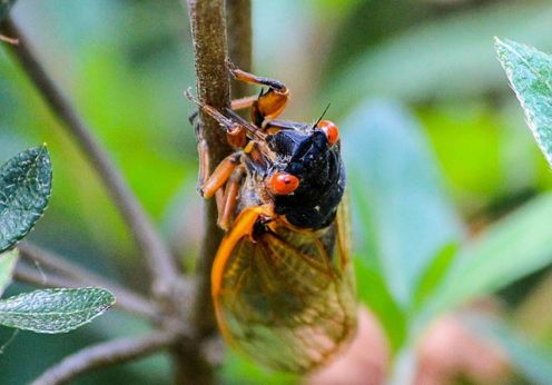 cicada poem