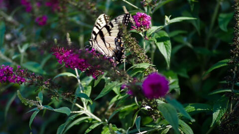 Butterfly on butterfly bush