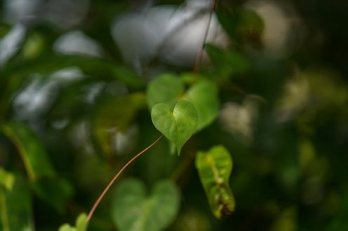 pray, nature prayer