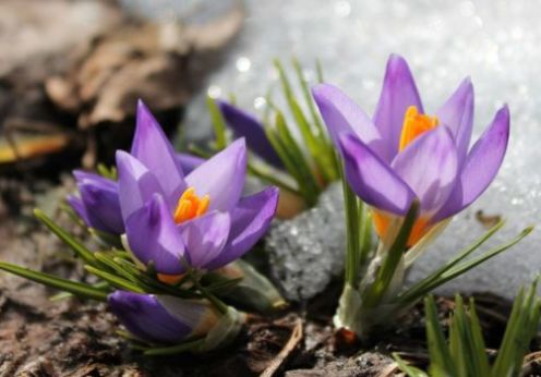 Crocus Prayer