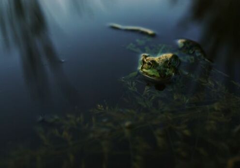 prayer, nature