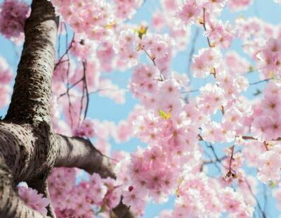Spring Tree Speak