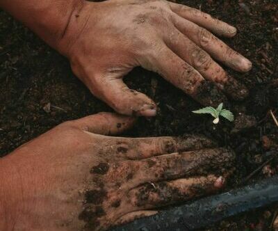 seeds, planting seeds