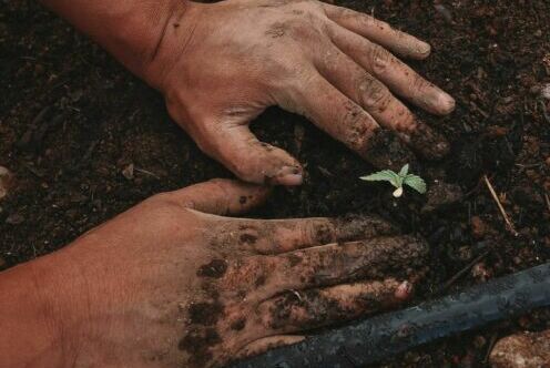 seeds, planting seeds