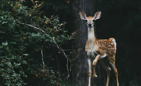 deer at water